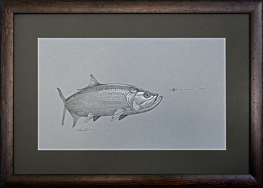 A black and white pen drawing on toned gray paper of a tarpon turning to eat a fly. Framed with a wooden frame and matted with a green mat.
