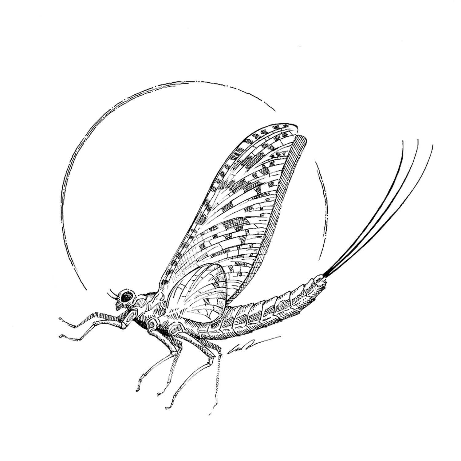 A black and white drawing of a mayfly with a stylized circle around it
