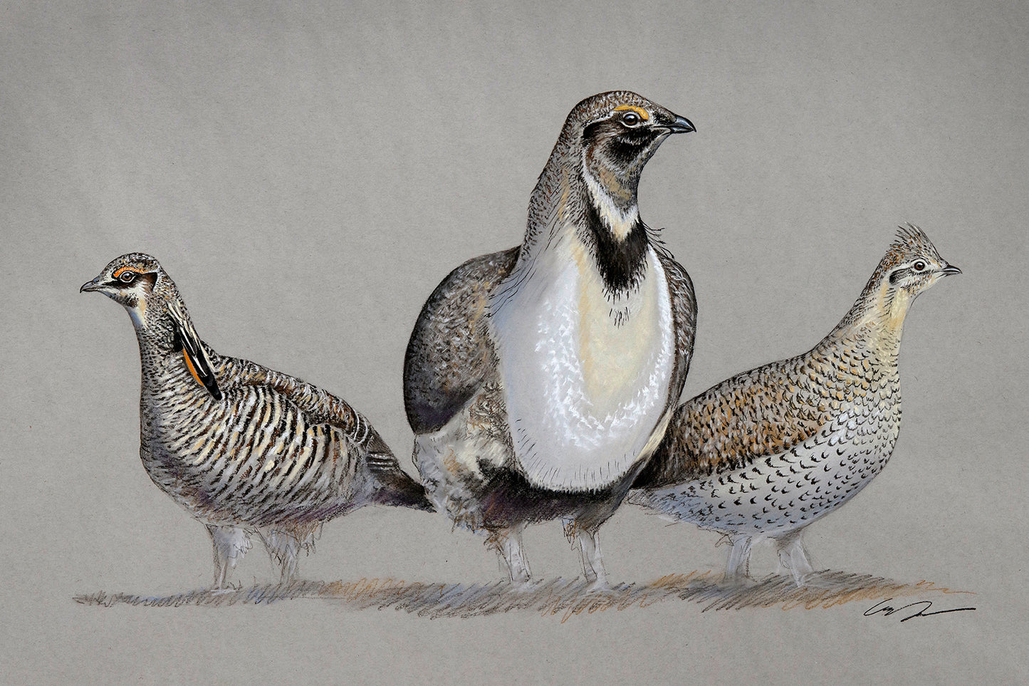A full color pastel drawing of three different grouse