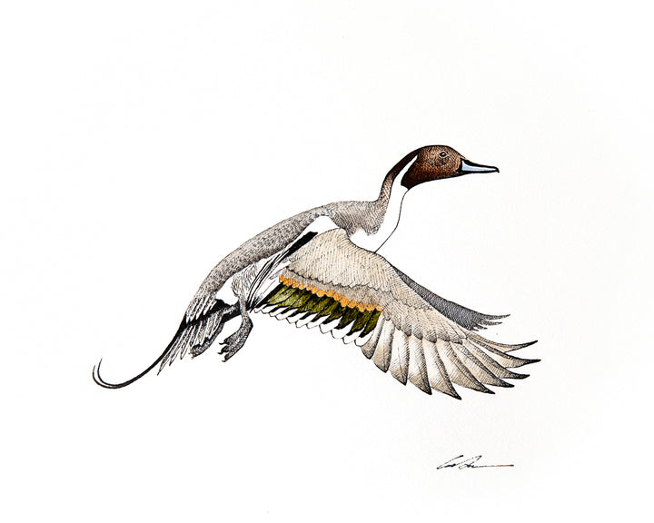 Watercolor over pen and ink of flying Pintail Duck