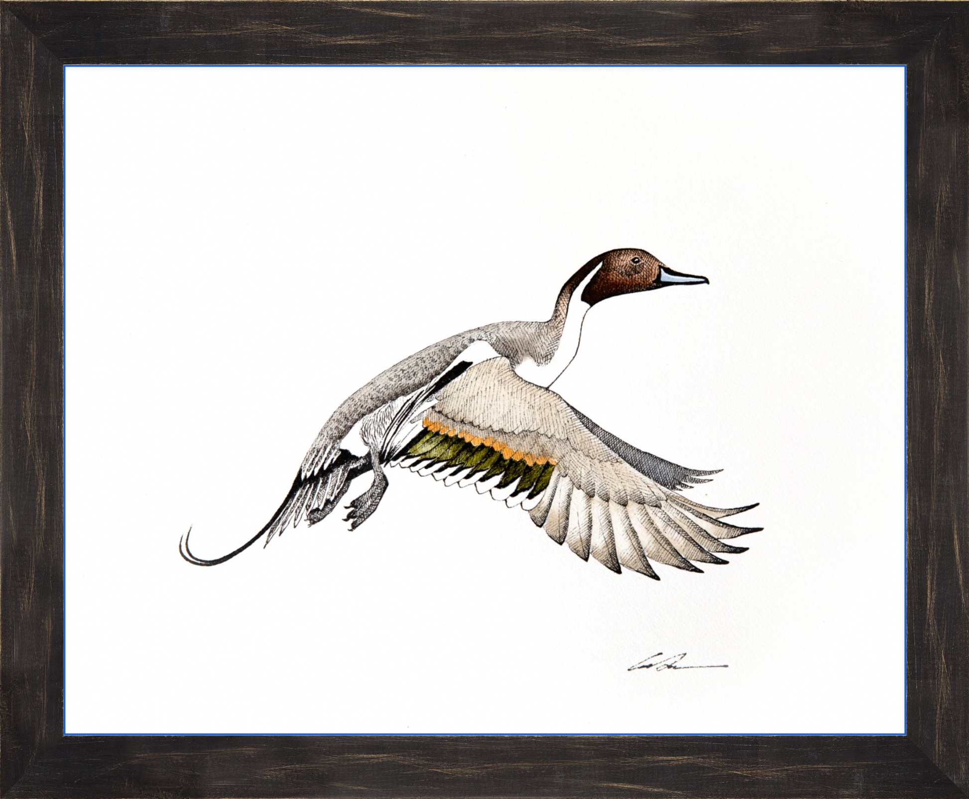 Watercolor over pen and ink of flying Pintail Duck, framed in black rustic frame