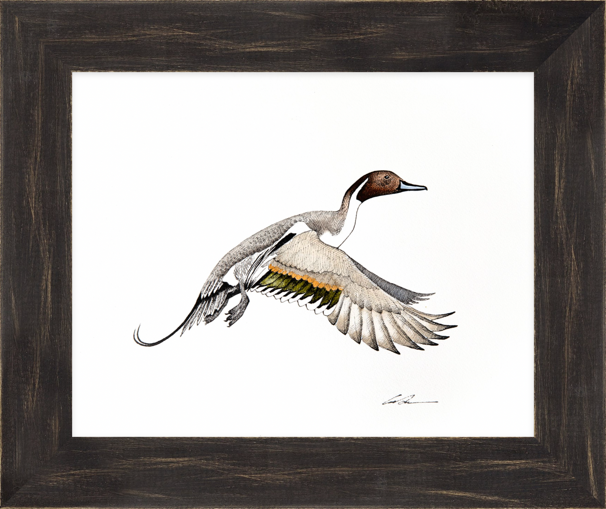 Watercolor over pen and ink of flying Pintail Duck, framed in black rustic frame