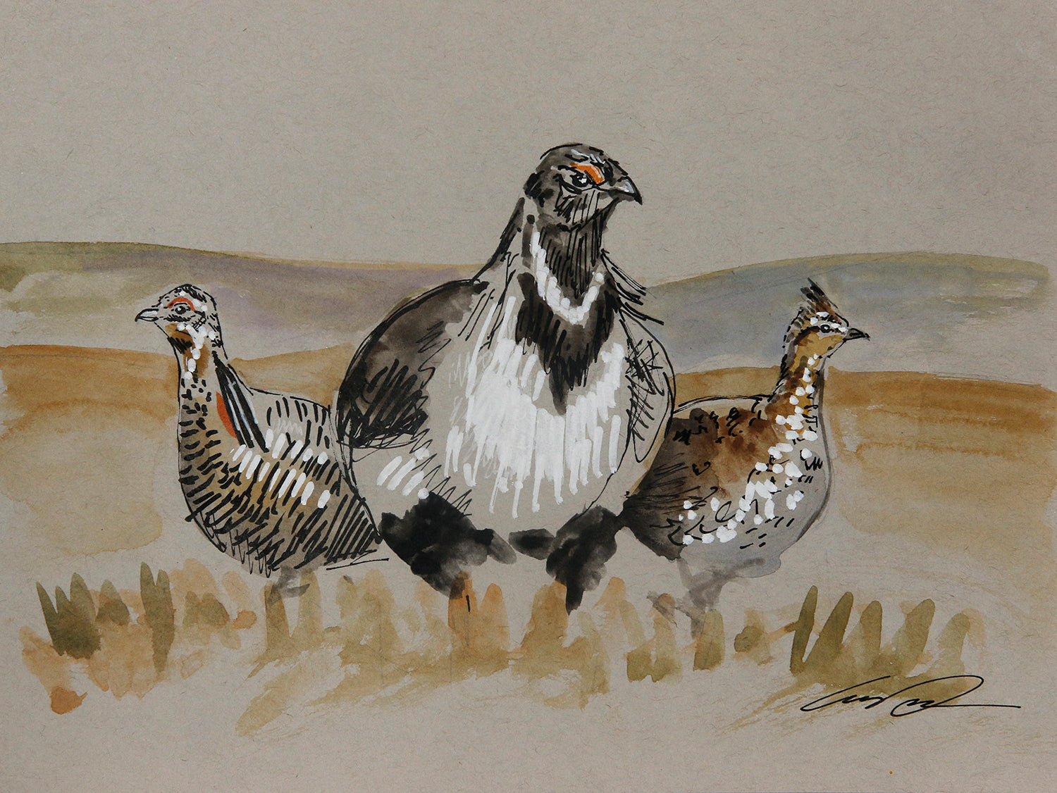 A sketch showing three different grouse in a prairie