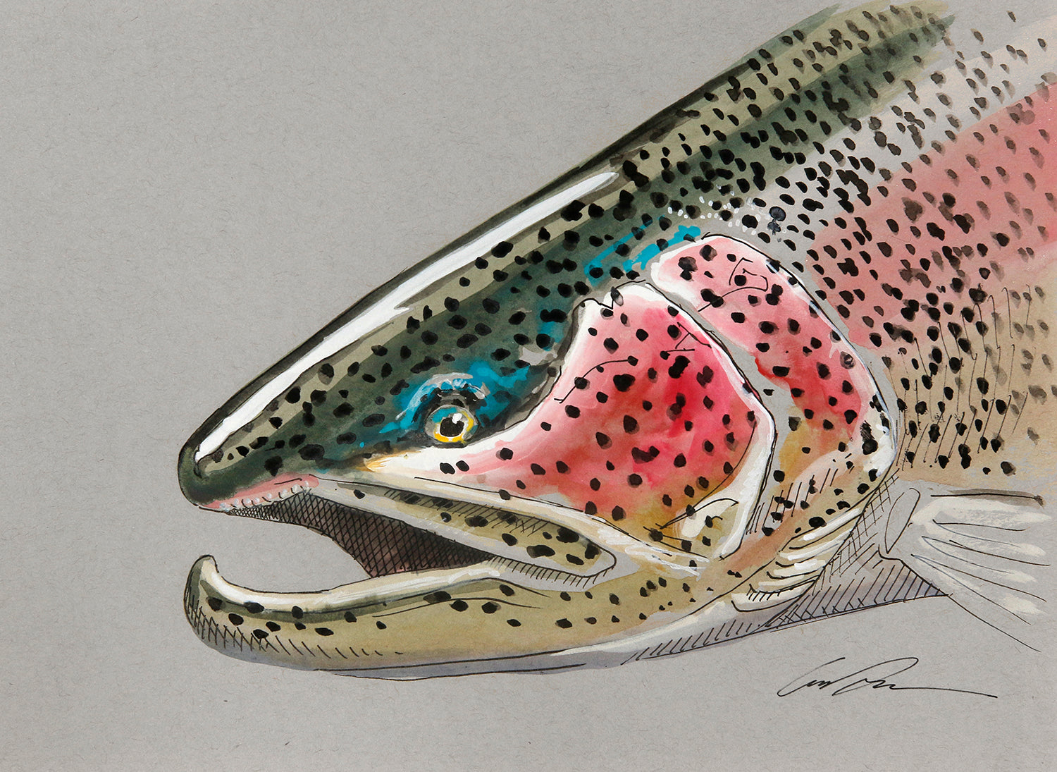 A drawing of rainbow trout head in full color