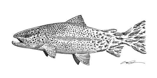 A pen and ink drawing of a Rainbow trout. The spots of the trout fade to flies towards the tail of the fish.