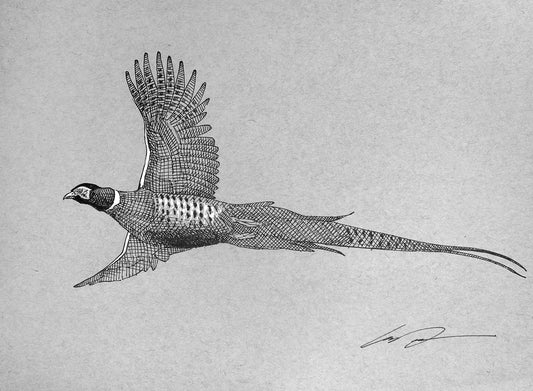 A drawing in black and white of a pheasant on gray paper