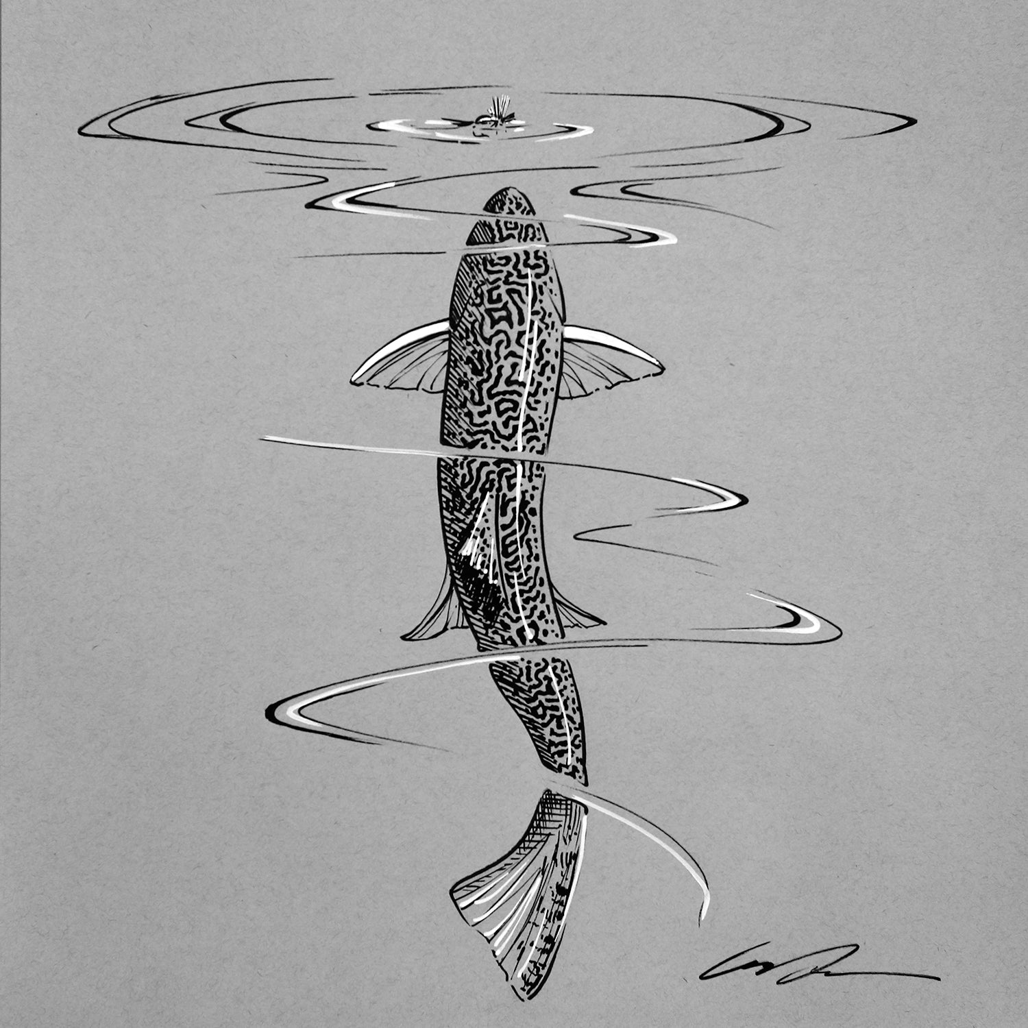 A pen and ink drawing of a brook trout rising to a fly