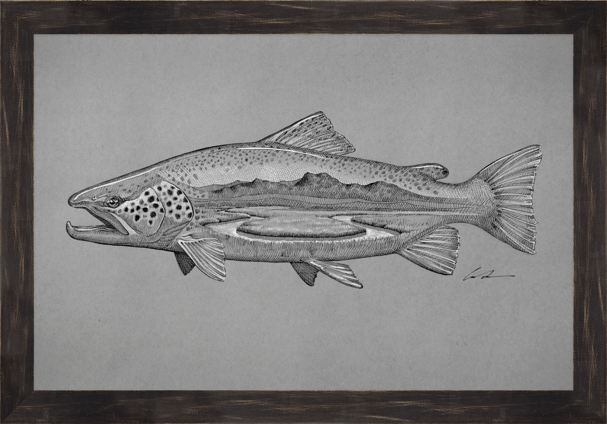 A pen and ink drawing of a brown trout with a spring creek inside of it on gray paper, framed in a black rustic frame