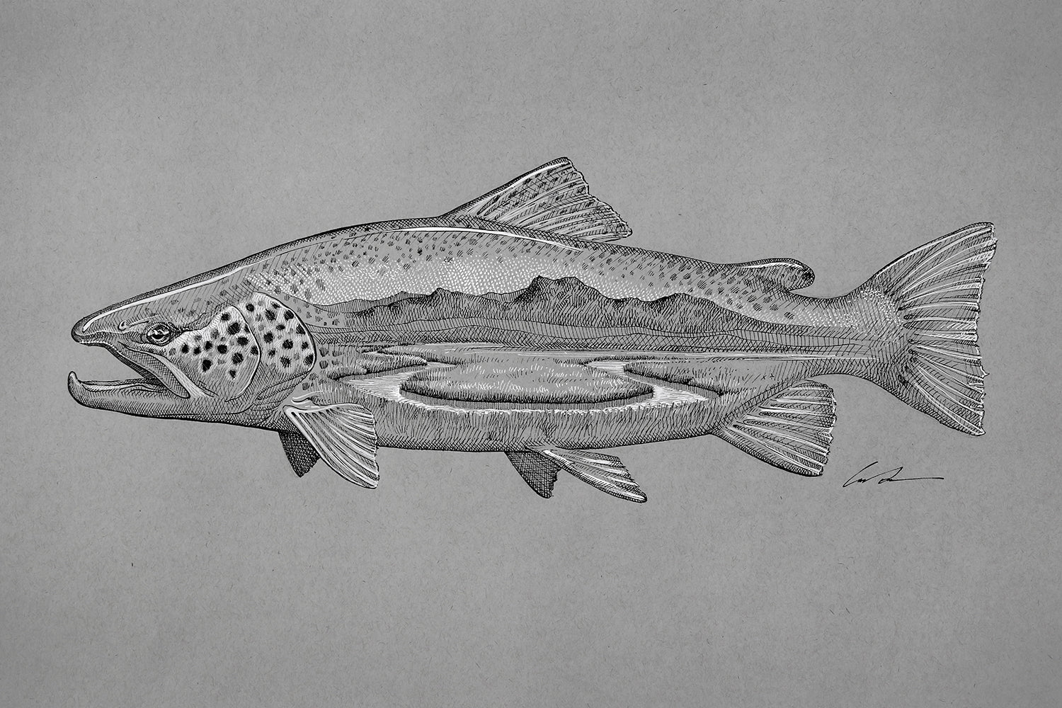 A pen and ink drawing of a brown trout with a spring creek inside of it on gray paper