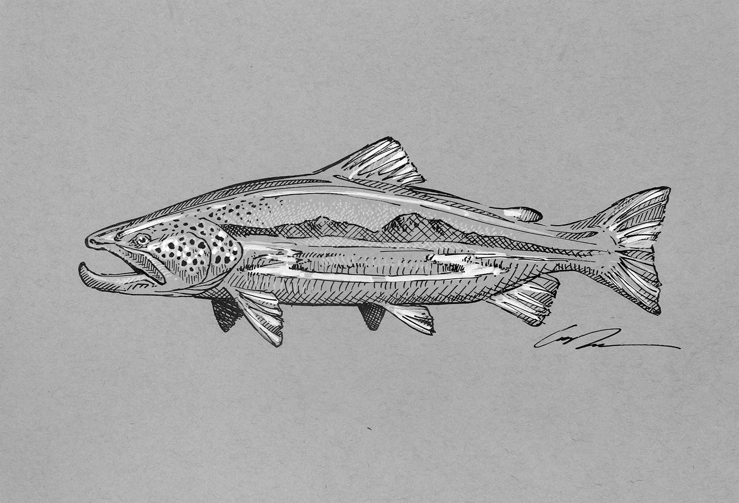 A black and white sketch of a brown trout with a spring creek inside of it on gray paper