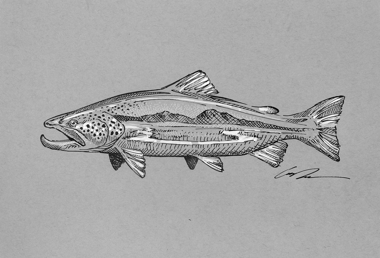 A black and white sketch of a brown trout with a spring creek inside of it on gray paper
