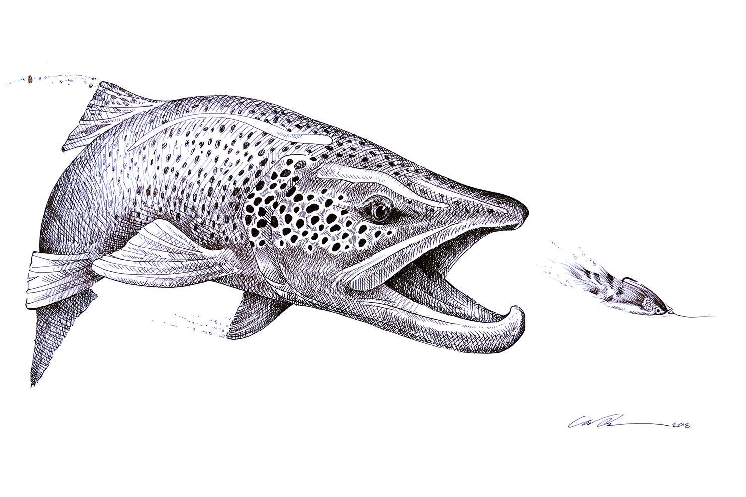 A black and white drawing of a brown trout chasing a streamer