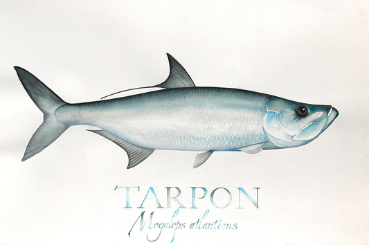 A watercolor painting of a Tarpon with "TARPON" and "megalops atlanticus" calligraphed underneath the fish.