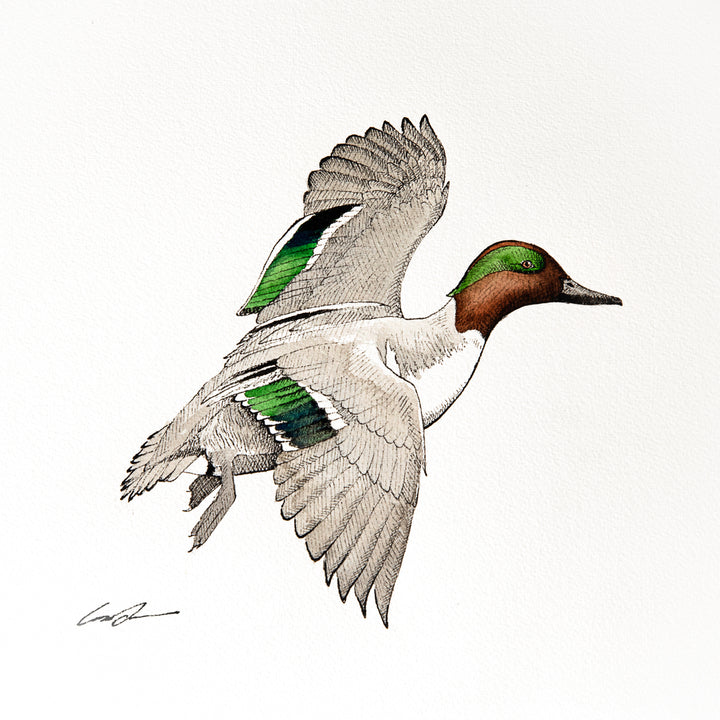Water color over pen and ink of green-winged teal flying