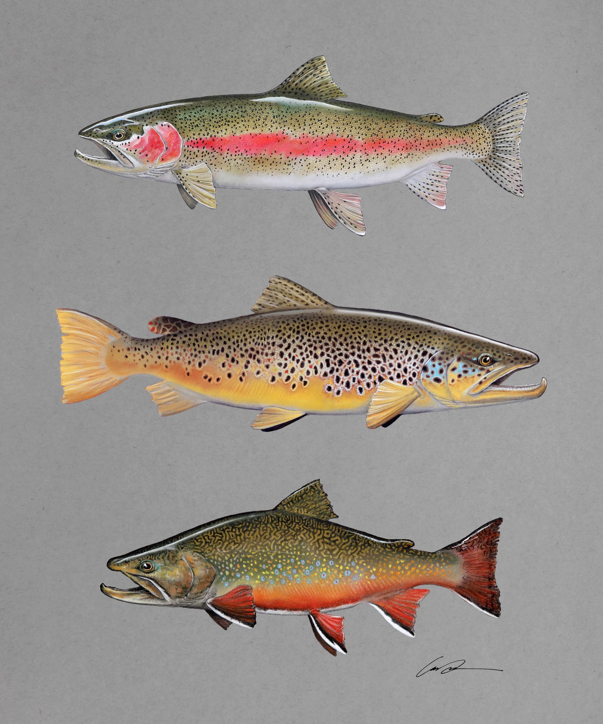 Pastel of a Rainbow Trout at the top, a Brown Trout in the middle, and a Brook Trout at the bottom