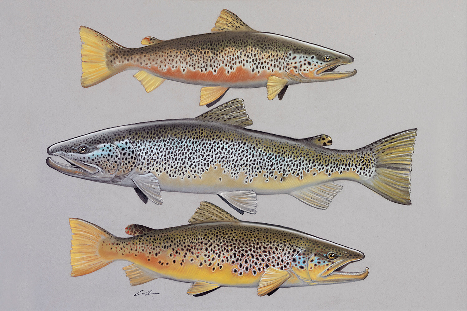 Pastel of three brown trout on top of each other
