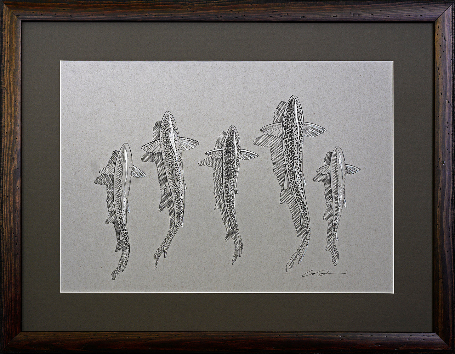 A black and white drawing of five trout from above inside a wooden frame