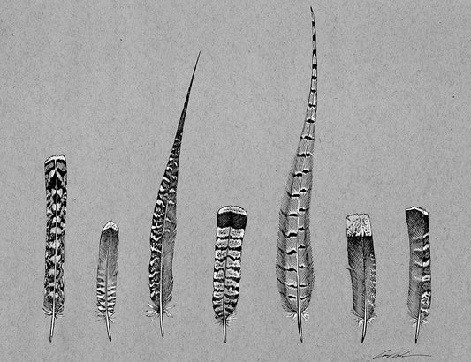A black and white drawing of 7 upland bird feathers on gray paper