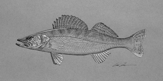 A black and white drawing of a walleye fish.