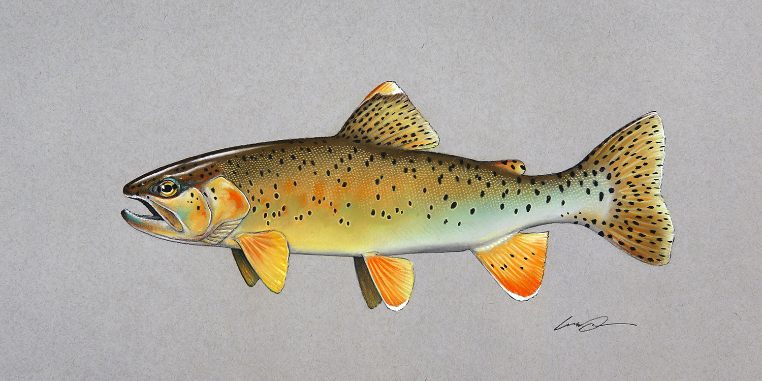 A drawing of the full body of an apache trout