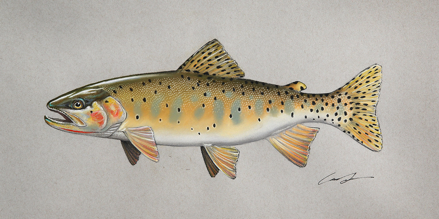 A full color pastel drawing of a bonneville cutthroat trout