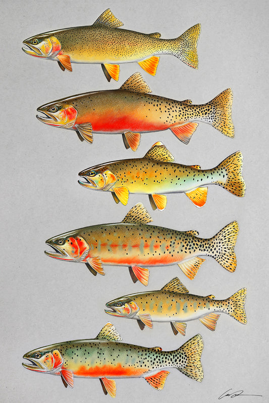 A full color drawing of six cutthroat trout