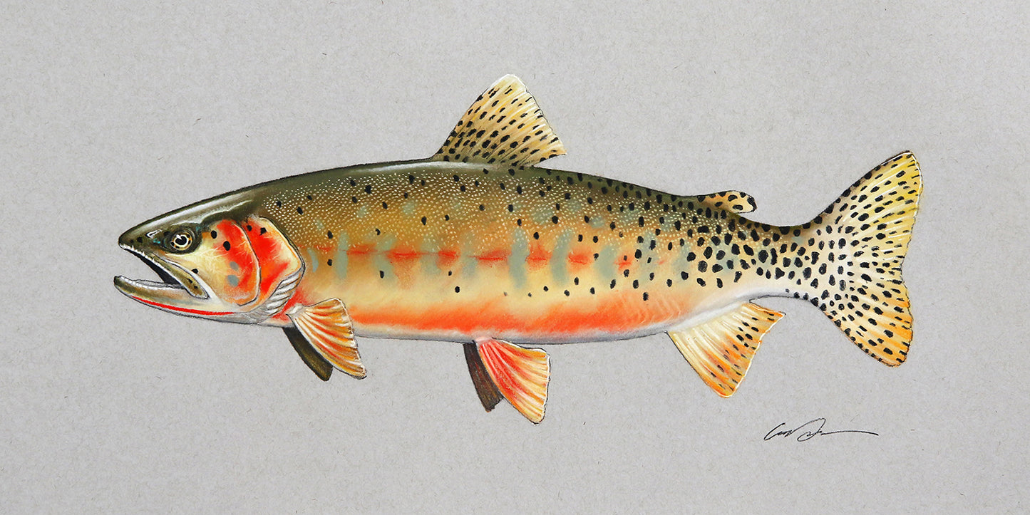 A pastel drawing of a greenback cutthroat trout on toned gray paper.
