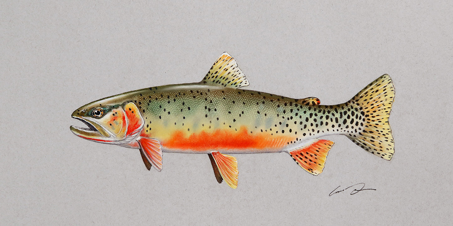 A full color drawing of a cutthroat trout on gray paper