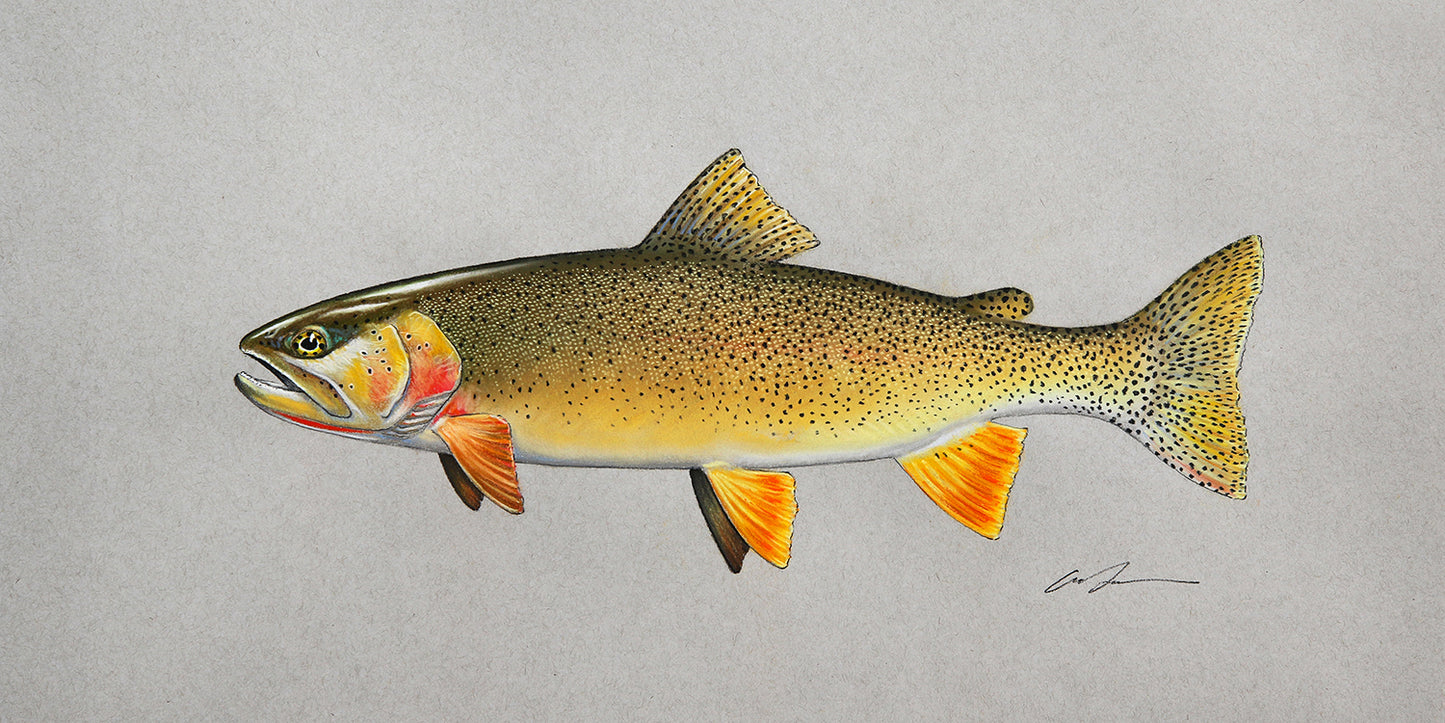 A full color drawing of a fine spotted snake river cutthroat trout