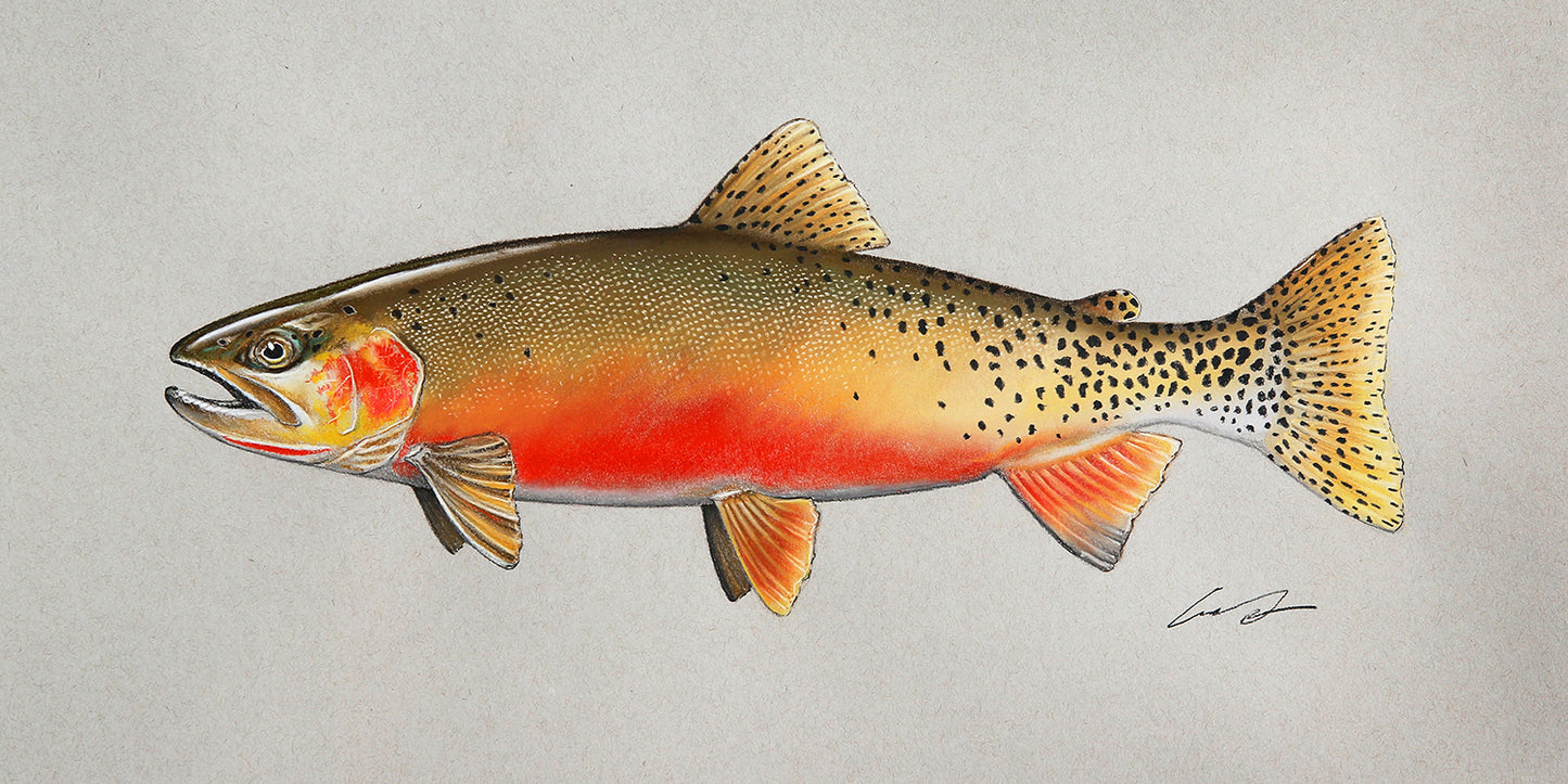 A full color drawing of a cutthroat trout
