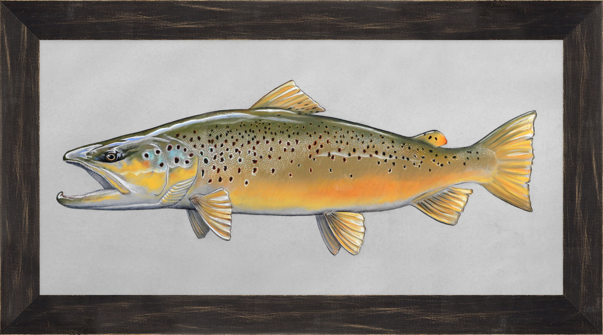 Pastel of a Chilean styled Brown Trout on gray paper, framed in a black rustic frame
