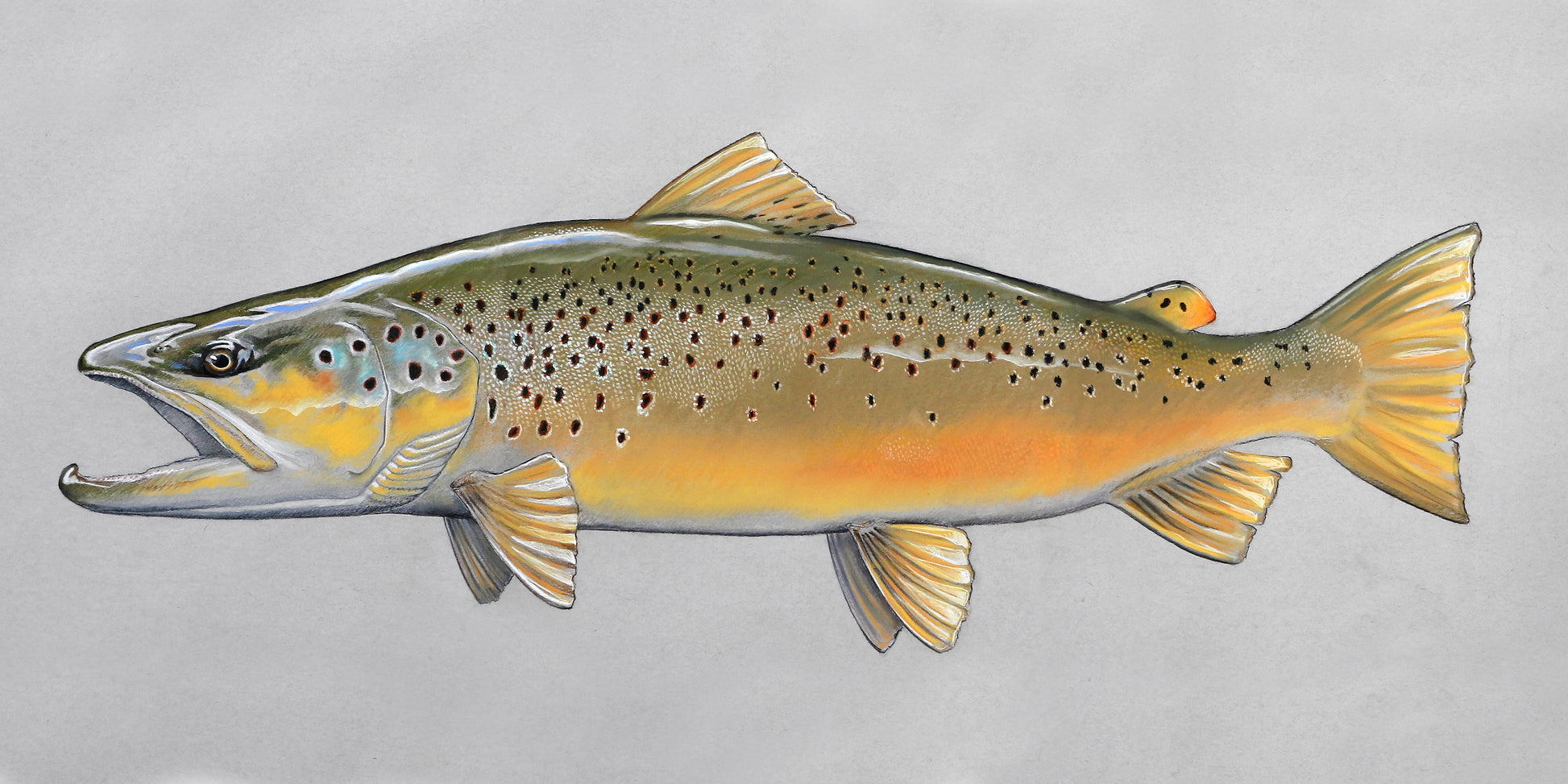 Pastel of a Chilean styled Brown Trout on gray paper