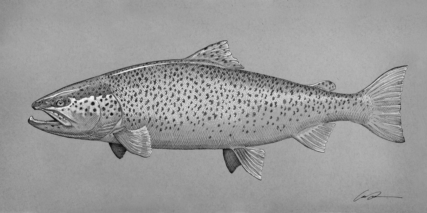 a black and white drawing of a brown trout