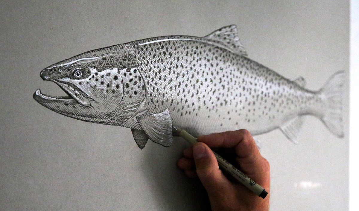 A man draws part of a black and white drawing of a brown trout