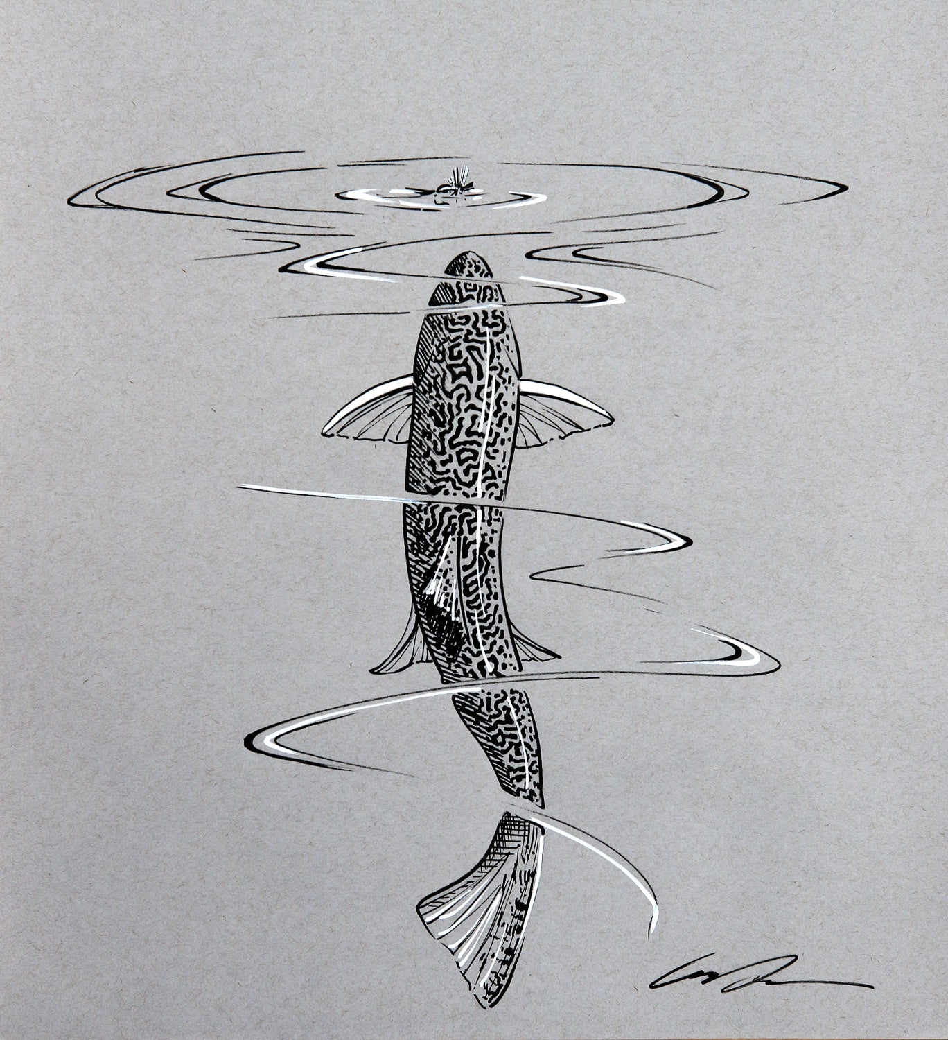 A black and white drawing of a brook trout rising to a fly